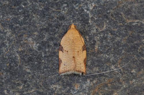 Réf. 212 883 : Clepsis siciliana
